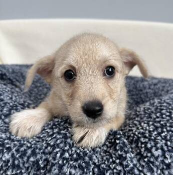 Parker -  Terrier Dog for Adoption in Lawrenceville, Georgia - Parker | PetCurious