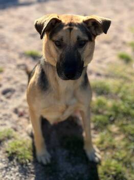 Roscoe -  Shepherd and Mixed Breed Dog for Adoption in Muskegon, Michigan - Roscoe | PetCurious