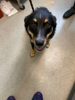 Rescue Australian Shepherd Dogs for Adoption in Bloomington, Indiana - Aster | PetCurious