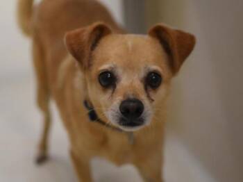 Molly -  Chihuahua and Beagle Dog for Adoption in Portland, Oregon - Molly | PetCurious