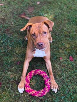 Terrier Dogs Available for Adoption in Herndon, Virginia - Juicy | PetCurious