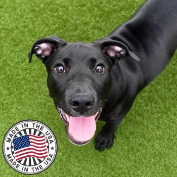 Garrett -  Mixed Breed Dog for Adoption in St. Petersburg, Florida - Garrett | PetCurious