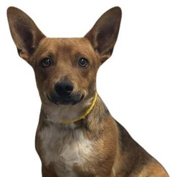 Flatts -  Pembroke Welsh Corgi Dog for Adoption in Red Bluff, California - Flatts | PetCurious