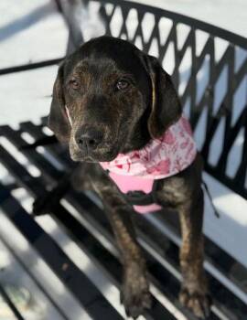 Labrador Retriever Dogs Available for Adoption - Brick | PetCurious