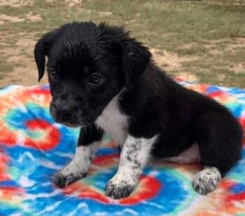 Berry -  Cattle Dog Dog Available for Adoption in Temple, Texas - Berry | PetCurious