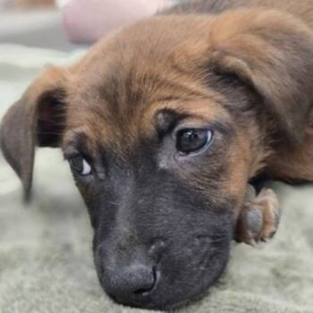 Clay -  Mixed Breed Dog Available for Adoption - Clay | PetCurious