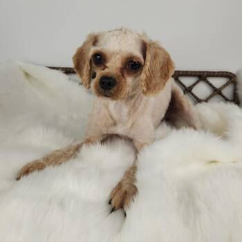 Fig newton -  Miniature Poodle Dog for Adoption in Fort Wayne, Indiana - Fig Newton | PetCurious
