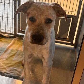 Wero -  Cattle Dog and Mixed Breed Dog for Adoption in Edinburg, Texas - Wero | PetCurious