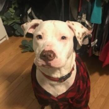 Rescue Mixed Breed Dogs for Adoption in New York, New York - Thomas | PetCurious