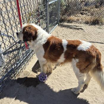 FRANK -  Saint Bernard Dog for Adoption in Sparks, Nevada - FRANK | PetCurious