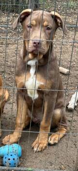 Hennessy -  Black Mouth Cur Dog for Adoption in Euless, Texas - Hennessy | PetCurious