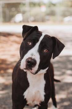 95151A Dutch -  American Staffordshire Terrier and Mixed Breed Dog for Adoption in North Charleston, South Carolina - 95151A Dutch | PetCurious