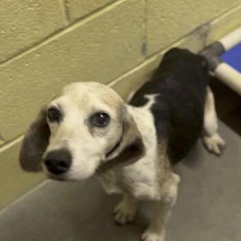 Rescue Beagle Dogs for Adoption in Mount Prospect, Illinois - Lucy | PetCurious