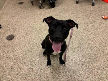 Pit Bull Terrier and Mixed Breed Dogs Available for Adoption in Colorado Springs, Colorado - SARABI | PetCurious