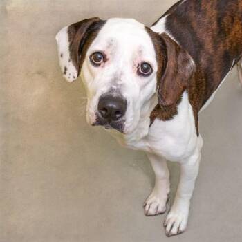 DIORITE -  Plott Hound and Mixed Breed Dog for Adoption in St. Louis, Missouri - DIORITE | PetCurious