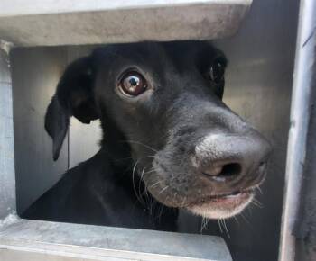 TRISHA -  Terrier Dog for Adoption in San Antonio, Texas - TRISHA | PetCurious