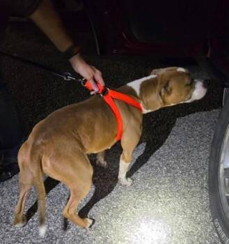 Rescue Pit Bull Terrier Dogs for Adoption in Bedford, Indiana - Stella | PetCurious