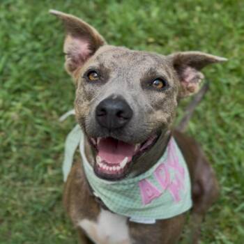 Rescue American Staffordshire Terrier Dogs for Adoption in Houston, Texas - Georgia | PetCurious