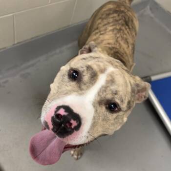 Bunjee -  Mixed Breed Dog for Adoption in Batavia, Ohio - Bunjee | PetCurious