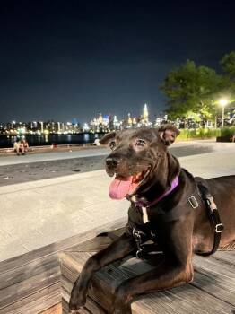 Monet -  Mixed Breed Dog for Adoption - Monet | PetCurious