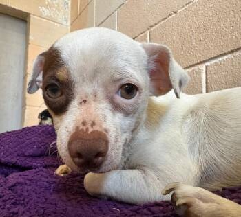 SotoAdult10 -  Chihuahua Dog for Adoption in New Braunfels, Texas - SotoAdult10 | PetCurious