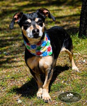 Chihuahua and Dachshund Dogs Available for Adoption in Grayling, Michigan - Bandit | PetCurious