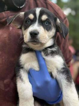 Husky and Shepherd Dogs Available for Adoption in New York, New York - Marco (AL) | PetCurious
