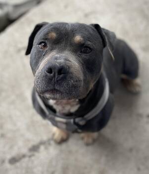 Rescue American Bully and American Staffordshire Terrier Dogs for Adoption in Richland, Washington - Canelo | PetCurious