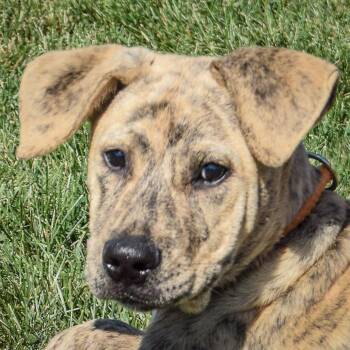 Rescue Mastiff and American Staffordshire Terrier Dogs for Adoption in Huntley, Illinois - Brandy | PetCurious