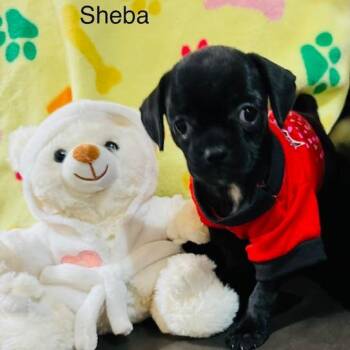 Sheba -  Chihuahua and Pug Dog for Adoption in San Antonio, Texas - Sheba | PetCurious