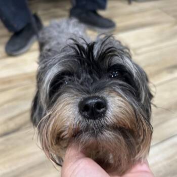 Mixed Breed and Terrier Dogs Available for Adoption - Winn Dixie | PetCurious