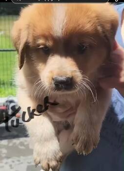 Tucker -  Shepherd Dog for Adoption in Stover, Missouri - Tucker | PetCurious