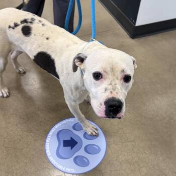 YORK-Stray-16416 -  Mixed Breed and Pit Bull Terrier Dog for Adoption in York, Pennsylvania - YORK-Stray-16416 | PetCurious