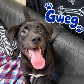Gweg -  Black Labrador Retriever Dog for Adoption in Rock Hill, New York - Gweg | PetCurious