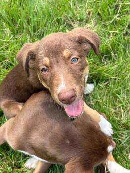 Bella -  Mixed Breed Dog for Adoption in Salisbury, Maryland - Bella | PetCurious