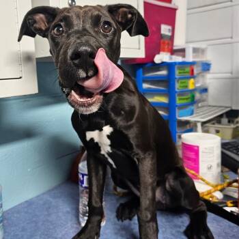 Rescue Mixed Breed Dogs for Adoption in Jefferson City, Tennessee - Birdie | PetCurious