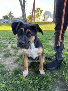 German Shepherd Dog Dogs Available for Adoption - BROOKE | PetCurious