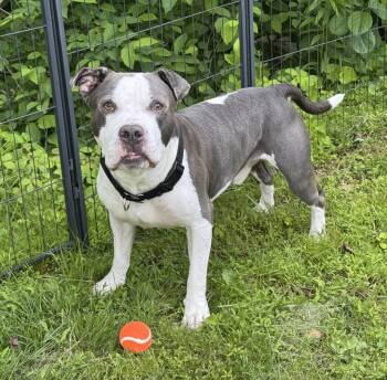 Rescue Pit Bull Terrier Dogs for Adoption in Longview, Texas - Kasmo | PetCurious