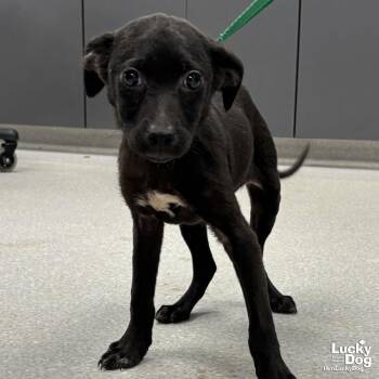 Floyd -  Terrier Dog for Adoption in Washington, District Of Columbia - Floyd | PetCurious