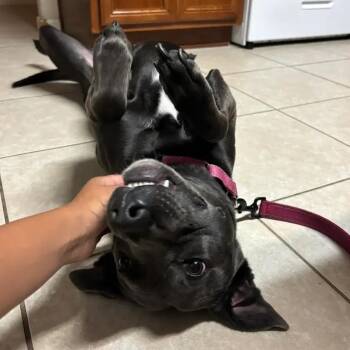 Dory -  Pit Bull Terrier and Cane Corso Dog for Adoption in Polk, Ohio - Dory | PetCurious