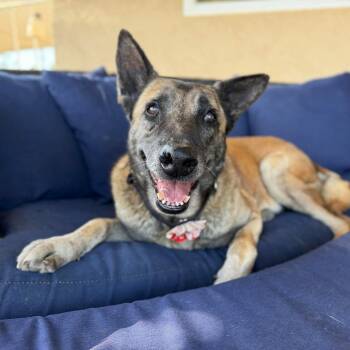 Shepherd Dogs Available for Adoption in Ramona, California - Maple | PetCurious