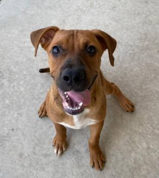 Bubba (Rusty) (Freddie) -  Labrador Retriever Dog Available for Adoption in New Braunfels, Texas - Bubba (Rusty) (Freddie) | PetCurious