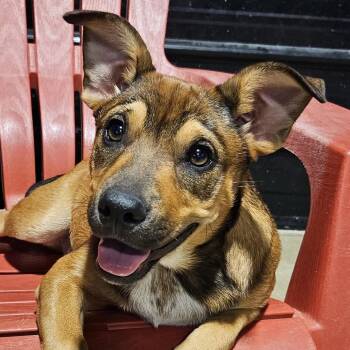Wynona -  Australian Cattle Dog Blue Heeler and Boston Terrier Dog for Adoption in Krum, Texas - Wynona | PetCurious