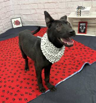 German Shepherd Dog Dogs Available for Adoption in Detroit, Michigan - Acacia | PetCurious