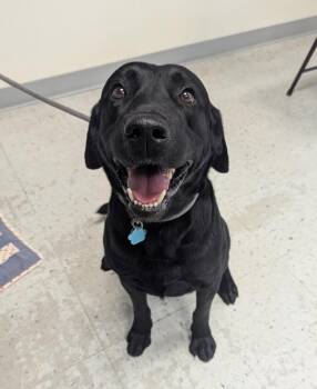 Labrador Retriever Dogs Available for Adoption in Salt Lake City, Utah - Bubba | PetCurious