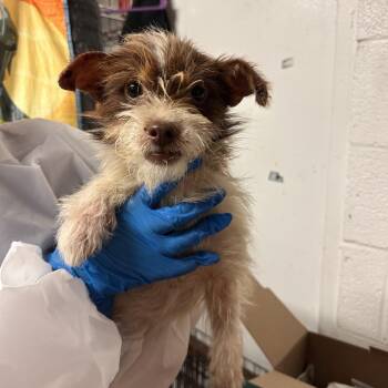 Cheeto -  Terrier Dog Available for Adoption in Edinburg, Texas - Cheeto | PetCurious