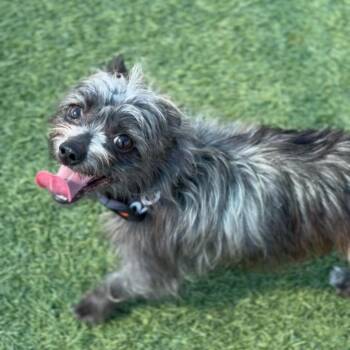 Terrier Dogs Available for Adoption - Little A2260802 | PetCurious