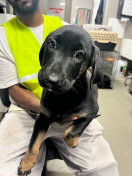 Charles -  Terrier Dog for Adoption in Hopkinsville, Kentucky - Charles | PetCurious