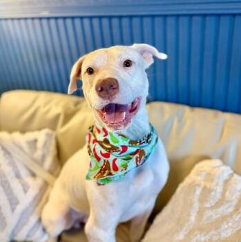 Leroy Lap lovin Brown -  Pit Bull Terrier and American Staffordshire Terrier Dog for Adoption in Friendswood, Texas - Leroy Lap Lovin Brown | PetCurious