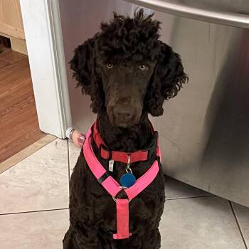 Poodle Dogs Available for Adoption in Columbia, South Carolina - Rosa Lee | PetCurious